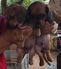 Cuccioli di bassotto