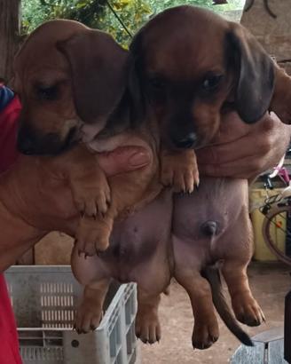 Cuccioli di bassotto