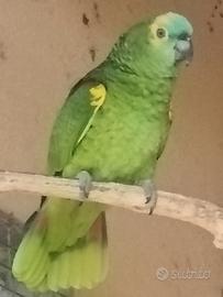 Pullo di amazzone fronte blu
