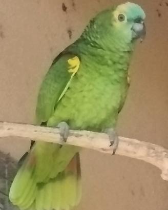 Pullo di amazzone fronte blu