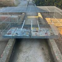 Gabbia per uccelli