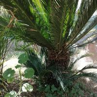 cycas