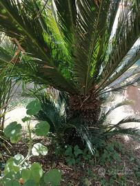 cycas