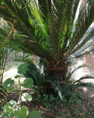 cycas