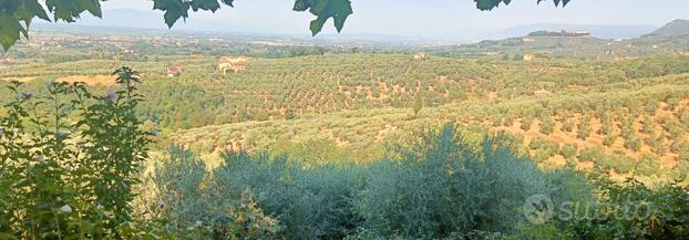 Cecina di Larciano uliveto