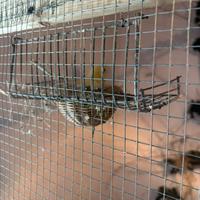 Canarini di vario genere