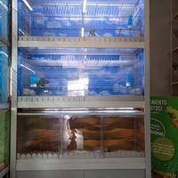 espiatorio per uccelli e piccoli roditori