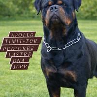 Stallone r.o.t.t.w.e.i.l.e.r