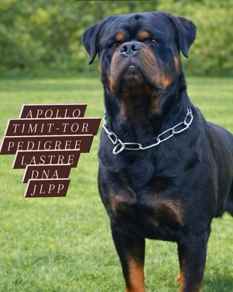 Stallone r.o.t.t.w.e.i.l.e.r