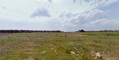 Terreno agricolo - Campi Salentina