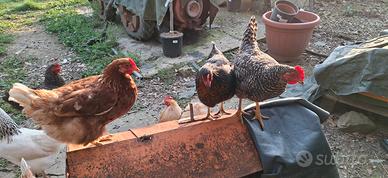 Galline ovaiole