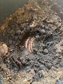 Musa Balbisiana - Rizomi Forti e Sani nati da Seme