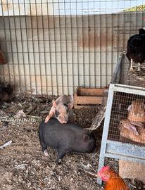 Maialini mini vietnamiti