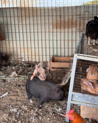 Maialini mini vietnamiti