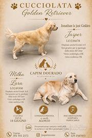 Cuccioli Golden Retriever