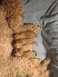 Barboncini rossi cucciolata