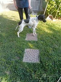 Pointer