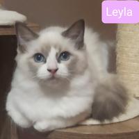 Cucciola Ragdoll alta genealogia con pedigree ENFI