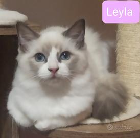 Cucciola Ragdoll alta genealogia con pedigree ENFI