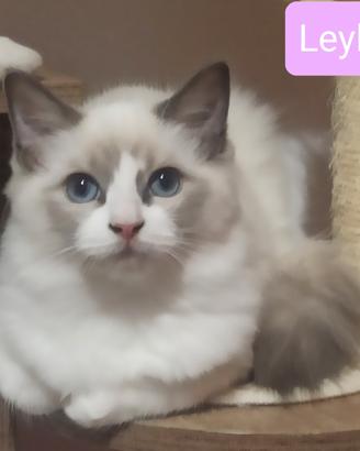 Cucciola Ragdoll alta genealogia con pedigree ENFI