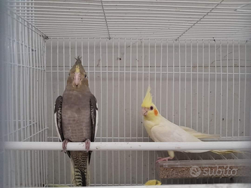 Pappagalli calopsite