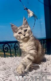 Maine Coon Femmina