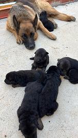 Cuccioli di PASTORE TEDESCO - Prenotazioni