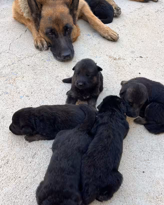 Cuccioli di PASTORE TEDESCO - Prenotazioni