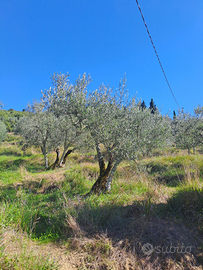 Terrazzamenti di olivi
