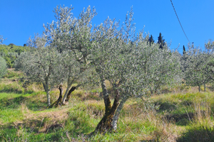 Terrazzamenti di olivi