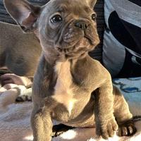 Cuccioli bulldog francese total blu occhi blu