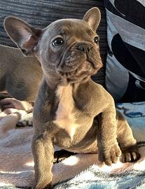 Cuccioli bulldog francese total blu occhi blu