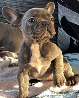 Cuccioli bulldog francese total blu occhi blu