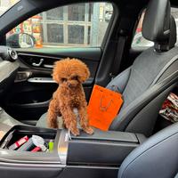 Barboncino Tk disponibile x monte