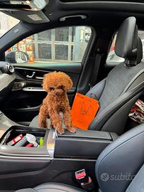 Barboncino Tk disponibile x monte