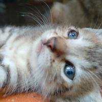 Dolcissimo gattino