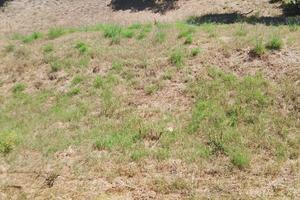 Terreno Agricolo vicino il mare