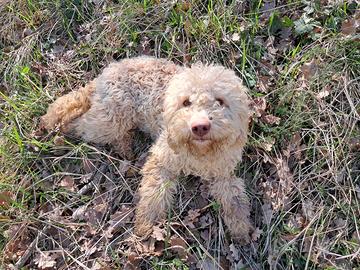 Lagotto