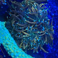 Talee euphilia tamer