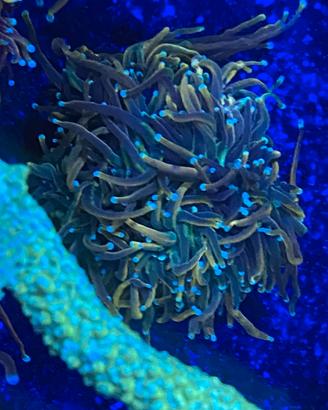 Talee euphilia tamer