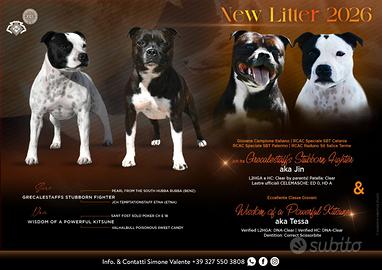 Staffordshire Bull Terrier