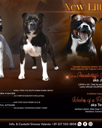 Staffordshire Bull Terrier