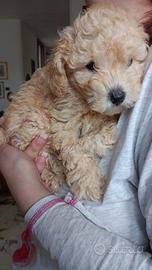 Cuccioli di barboncino nano