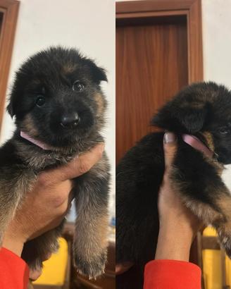 I cuccioli di pastore tedesco