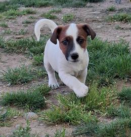 Cuccioli Jack russell