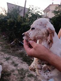 Setter inglese con pedigree