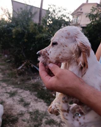 Setter inglese con pedigree