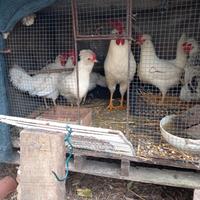 Galline padovane bianche