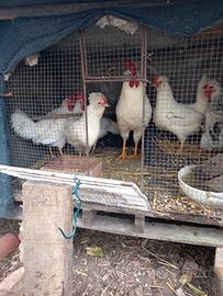 Galline padovane bianche