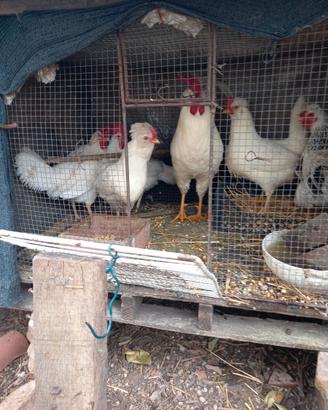 Galline padovane bianche